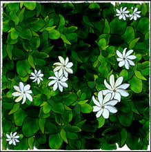 Load image into Gallery viewer, PolySwaddle - Tiare Māori